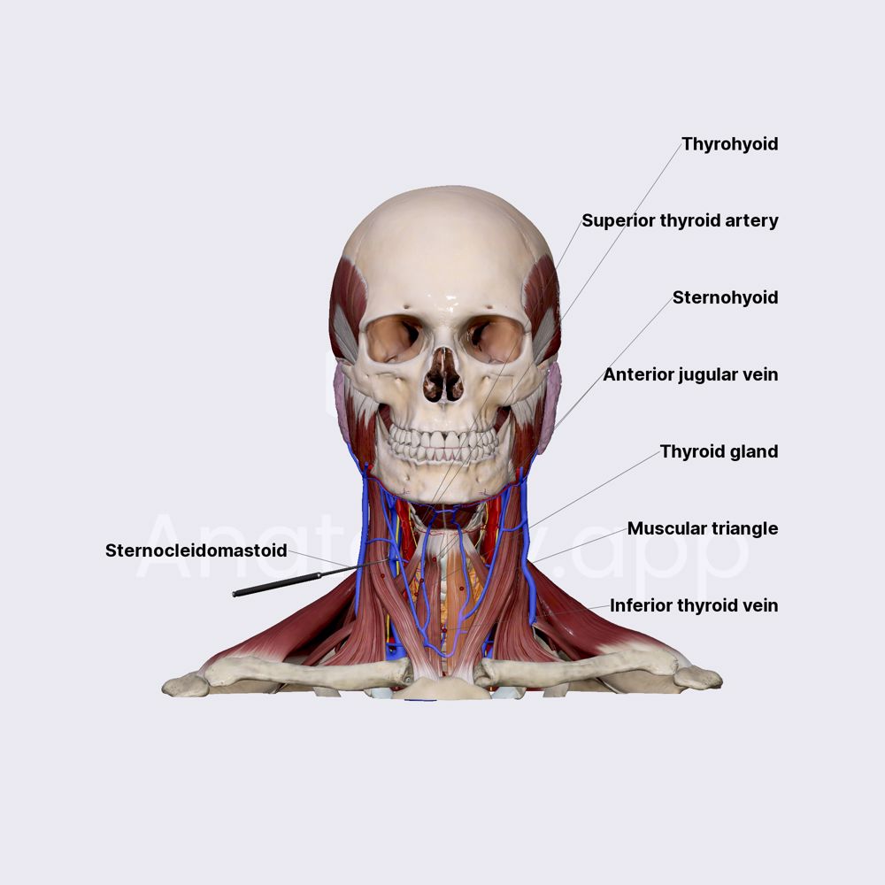 Content of muscular triangle