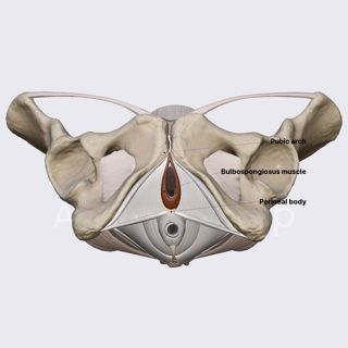 Bulbospongiosus muscle (female pelvis) image