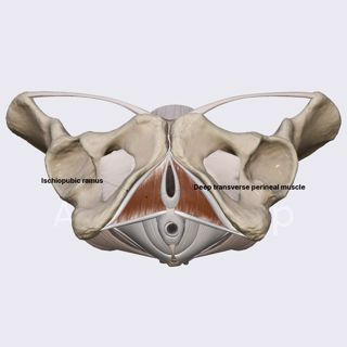 Deep transverse perineal muscle (female pelvis) image