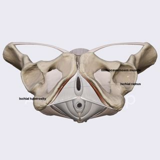 Ischiocavernosus muscle (female pelvis) image