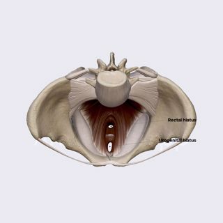 Pelvic floor (female pelvis) image