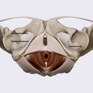 Perineal membrane (female pelvis) image