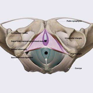 Urogenital triangle and anal triangle (female pelvis) image