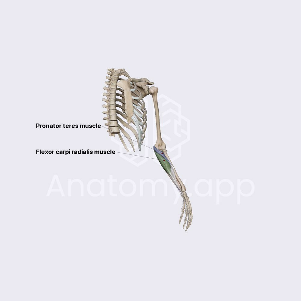 Anterior compartment of forearm muscles: first layer
