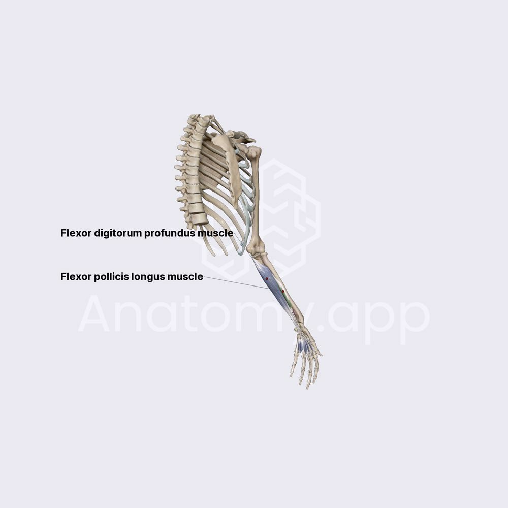 Anterior compartment of forearm muscles: third layer