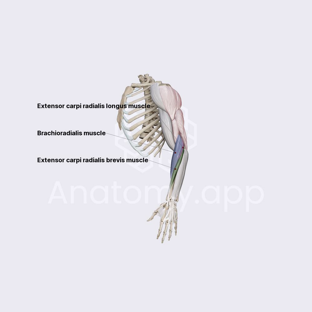 Lateral compartment of forearm