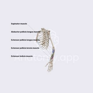 Posterior compartment of forearm: deep muscles image