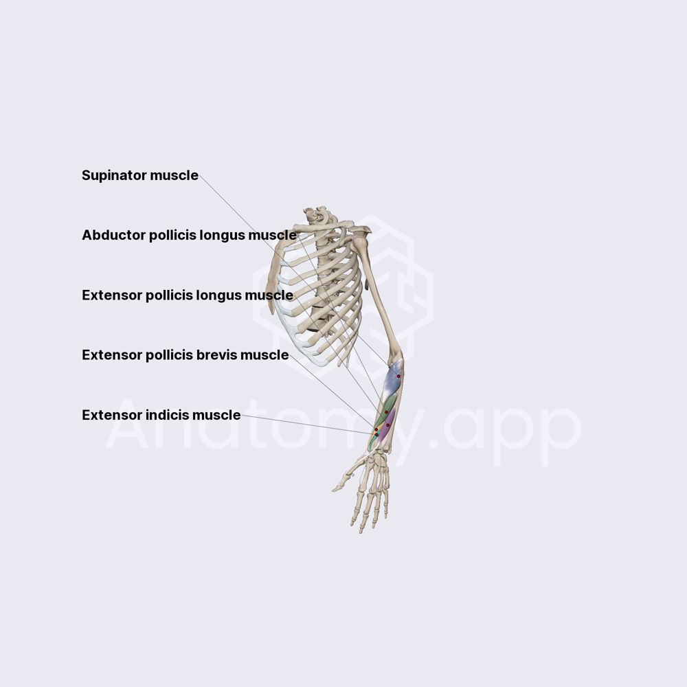Posterior compartment of forearm: deep muscles