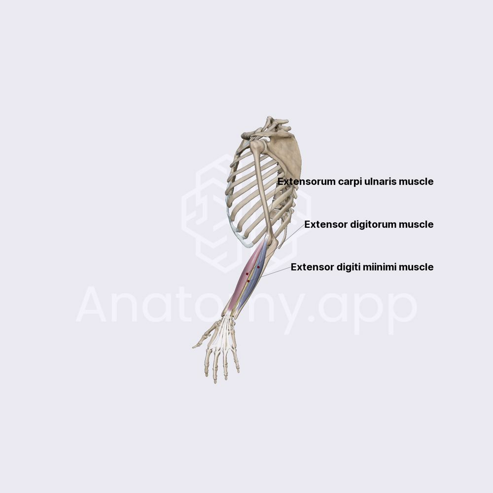 Posterior compartment of forearm: superficial muscles