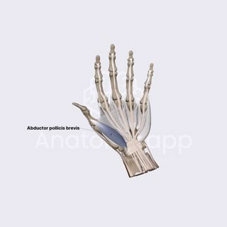 Lateral group of hand muscles (abductor pollicis brevis) image