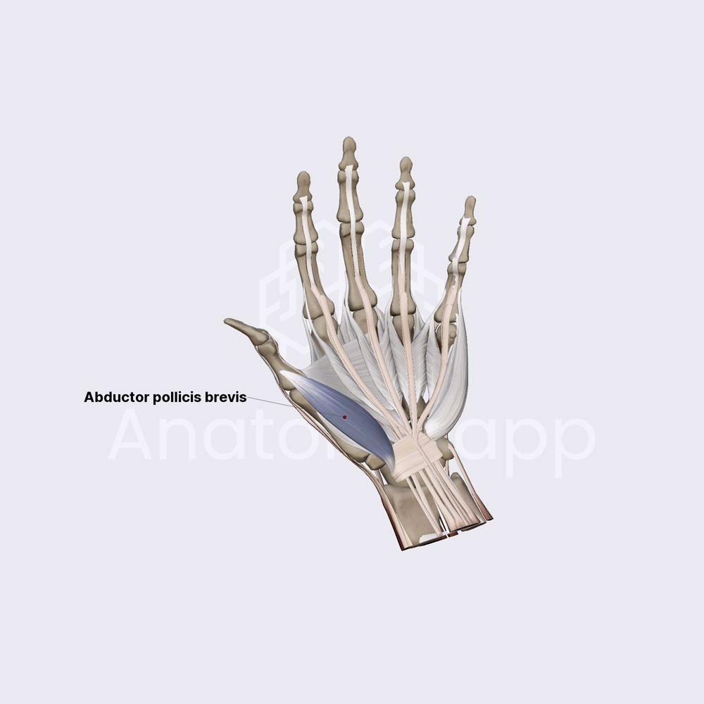 Lateral group of hand muscles (part 1)