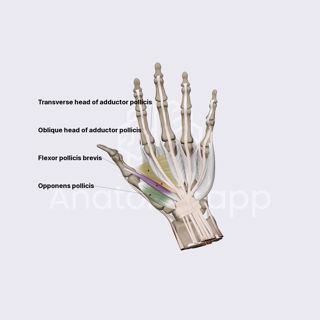 Lateral group of hand muscles (flexor pollicis brevis, opponens pollicis, adductor pollicis) image