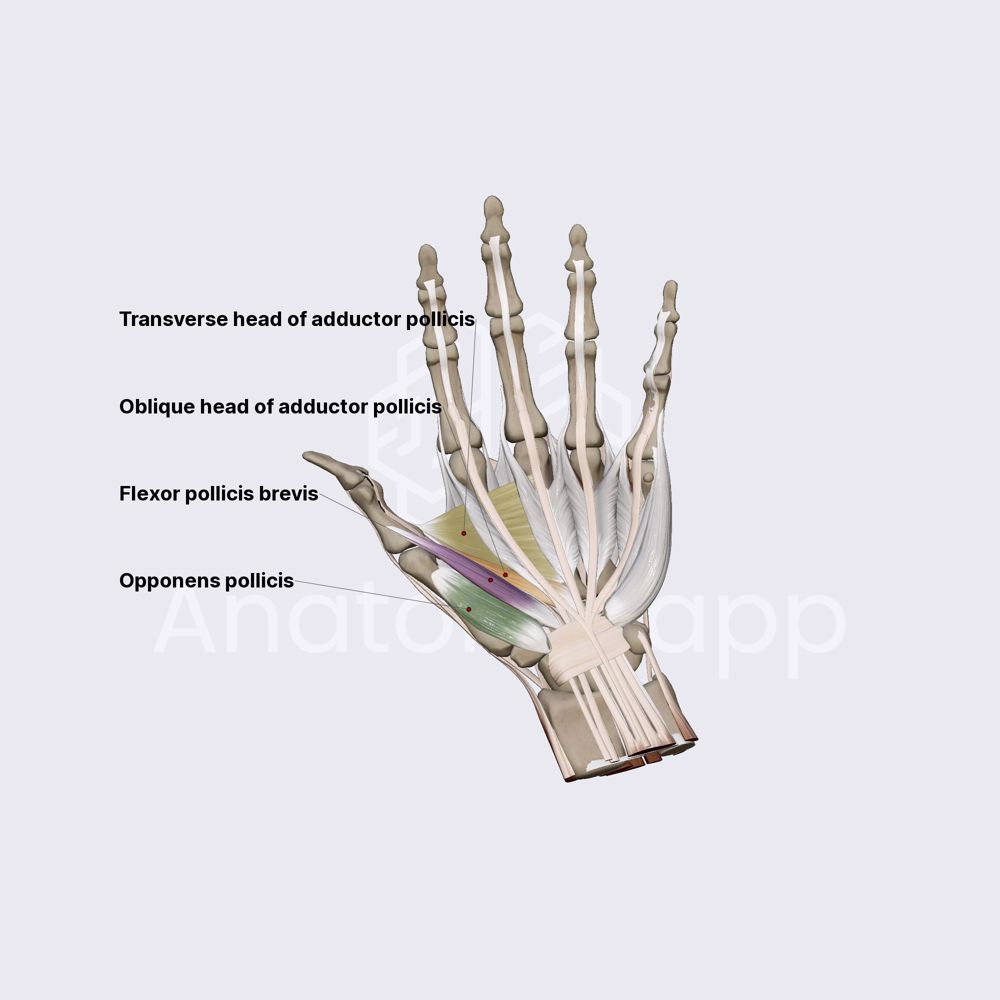 Lateral group of hand muscles (part 2)