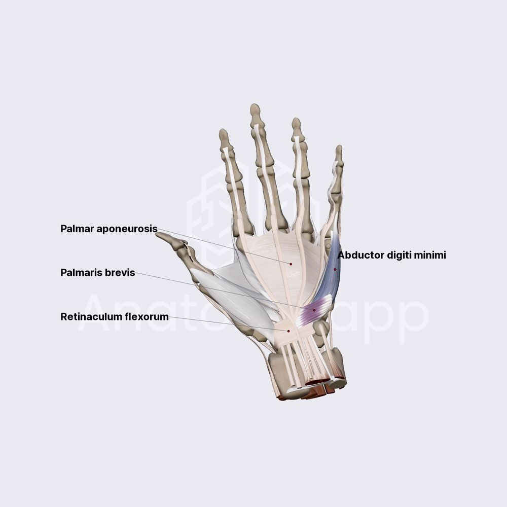 Medial group of hand muscles (part 1)
