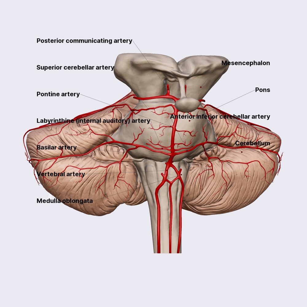 Basilar artery