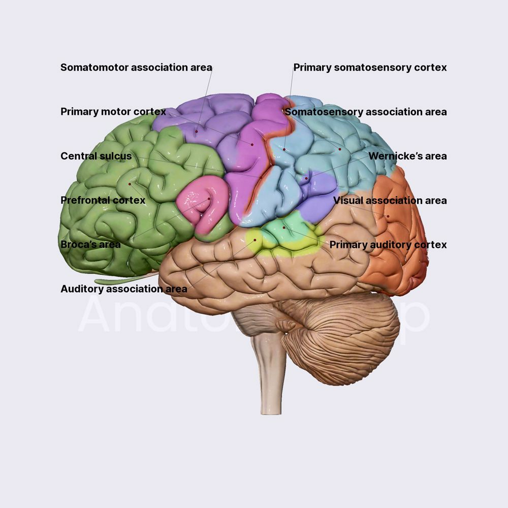 Functional areas of the cerebral cortex
