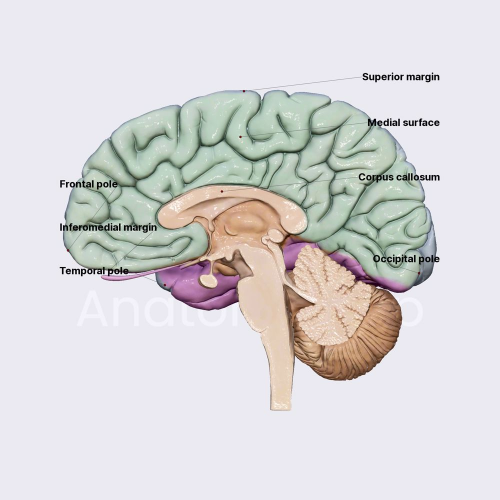 Cerebrum (Cerebral hemispheres)