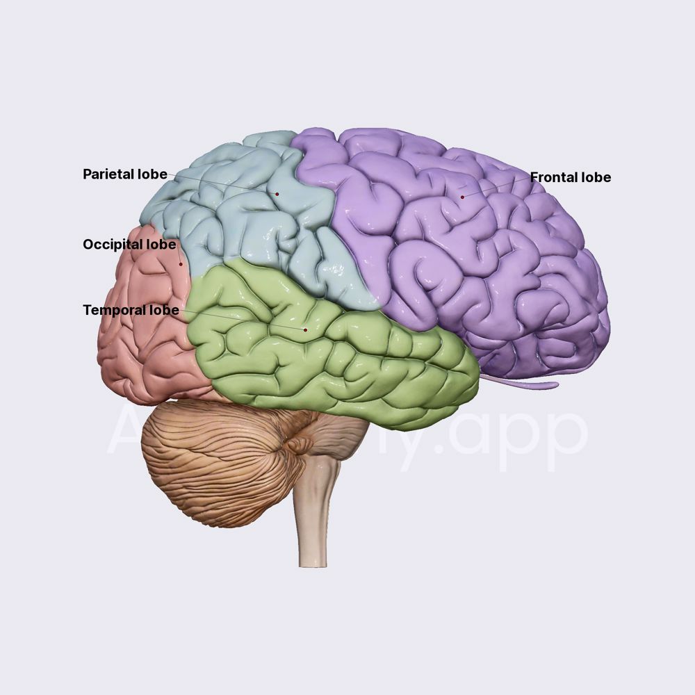Cerebral lobes