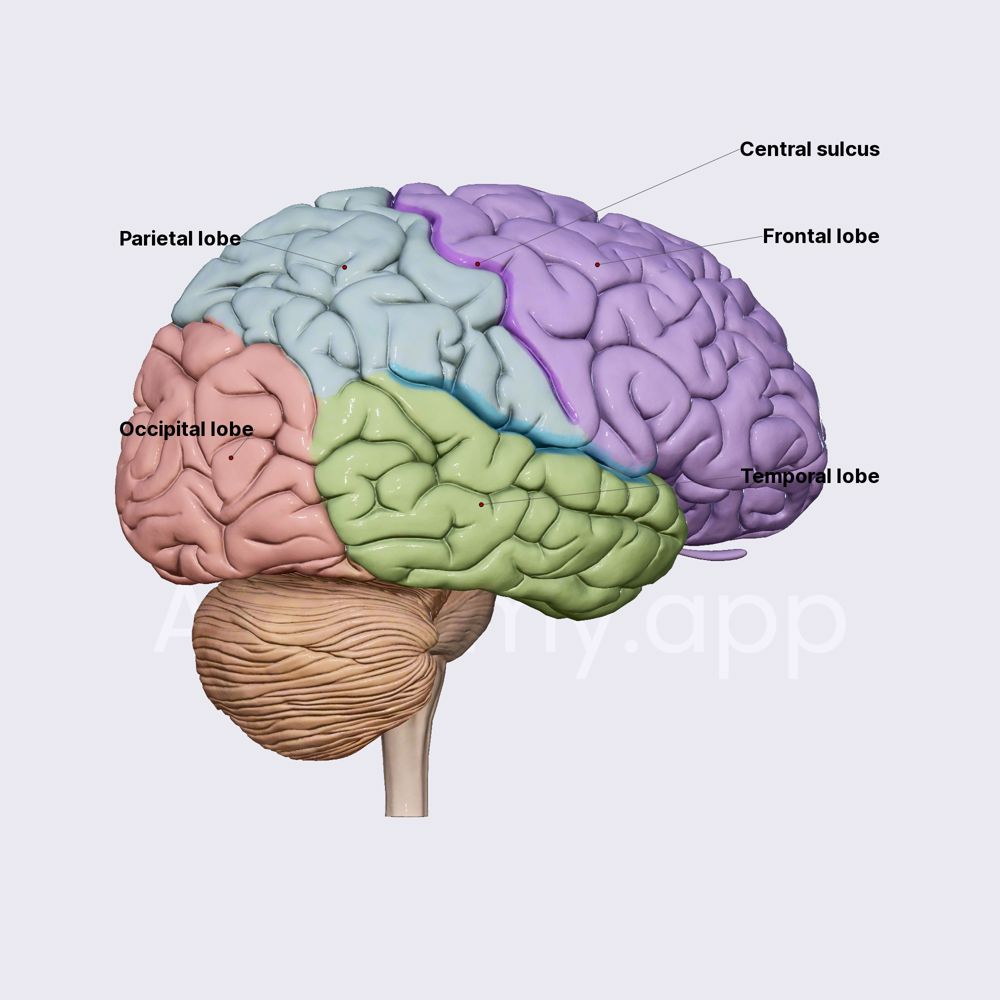 Cerebral gyri and sulci (overview)