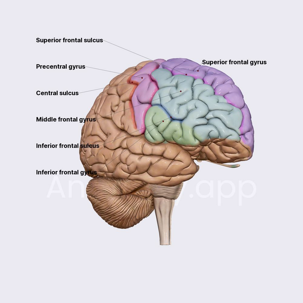 Frontal lobe: sulci and gyri
