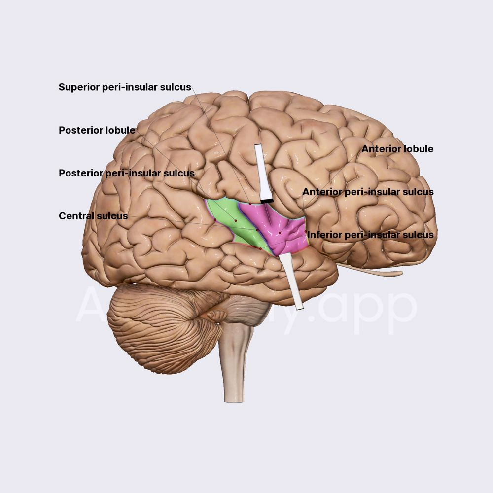 pintor Frontera ordenar Insula: sulci and lobules | Brain | Head and Neck | Anatomy.app | Learn  anatomy | 3D models, articles, and quizzes