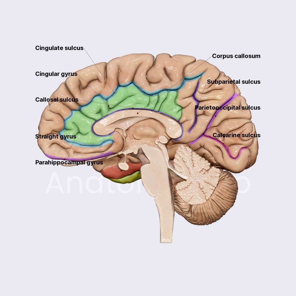 Sulci and gyri of the medial and inferior cerebral surfaces