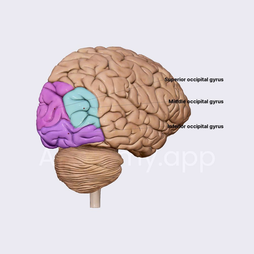 Occipital lobe: sulci and gyri