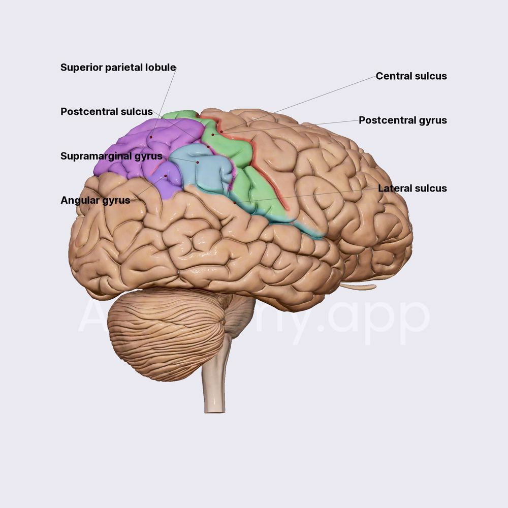 Parietal lobe: sulci and gyri