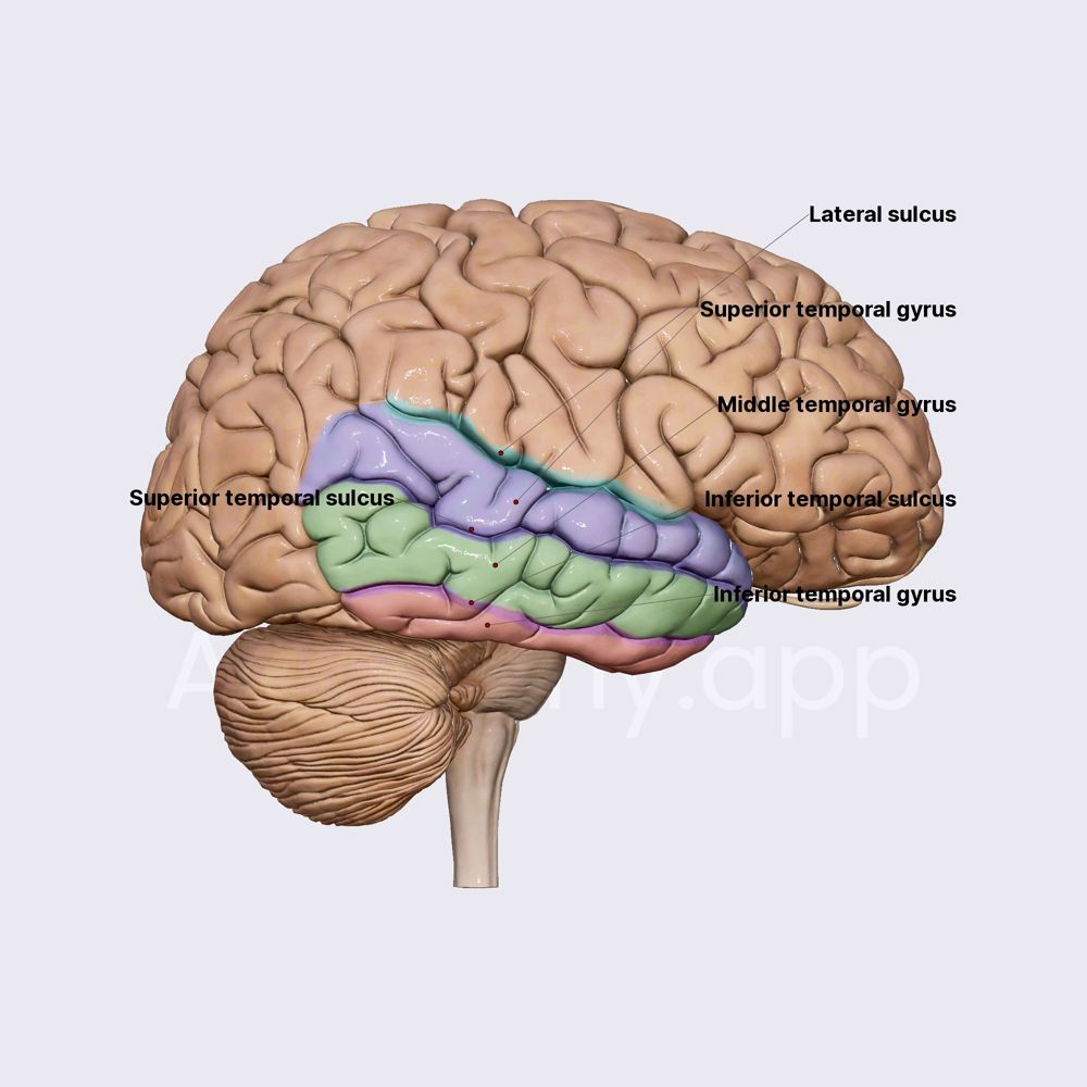 Temporal lobe: sulci and gyri