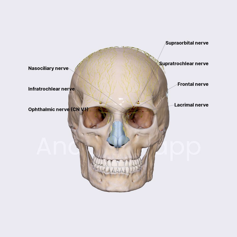 Ophthalmic nerve (CN V1)