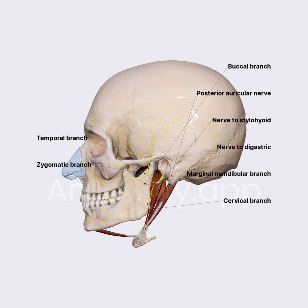 Facial nerve (CN VII)
