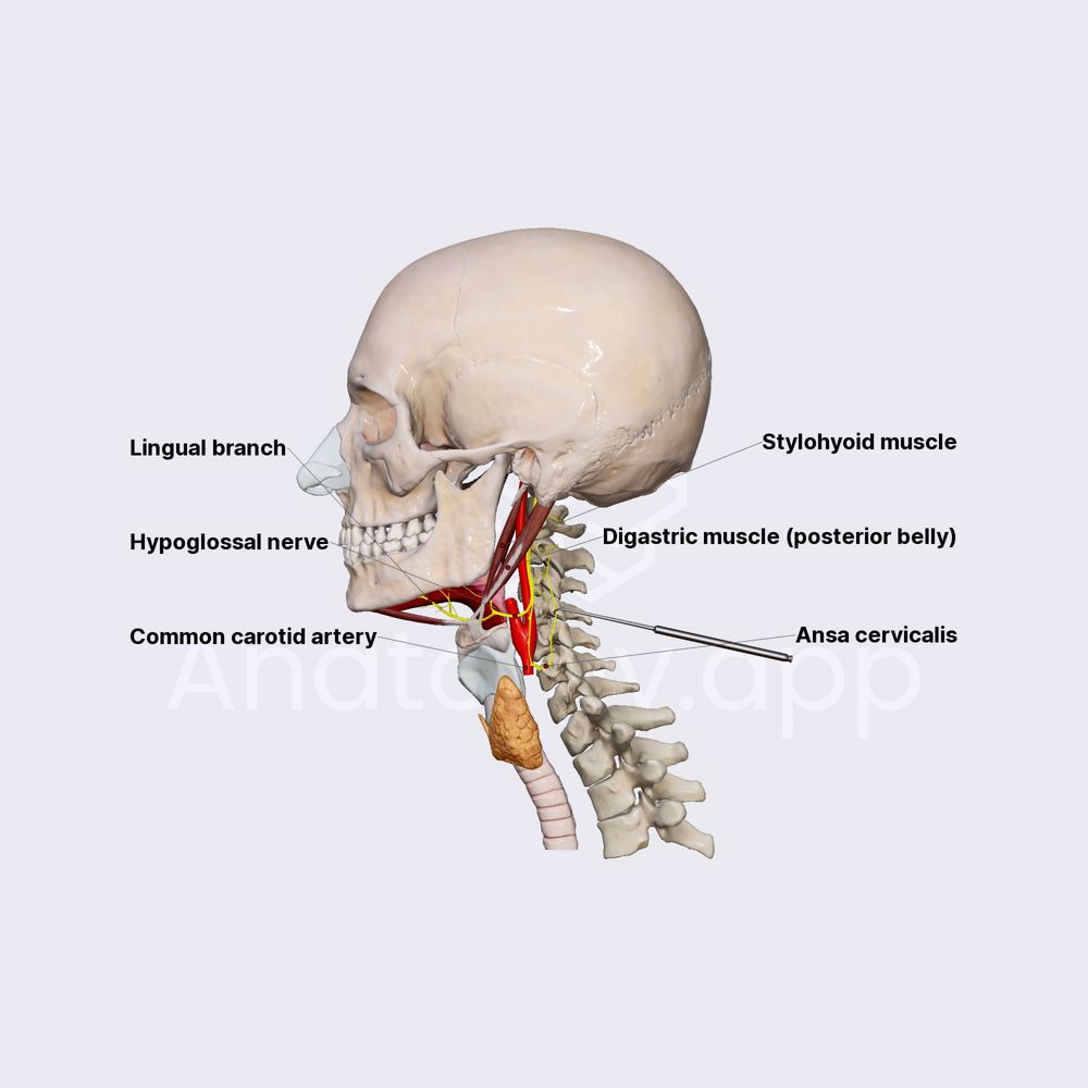Hypoglossal nerve (CN XII)