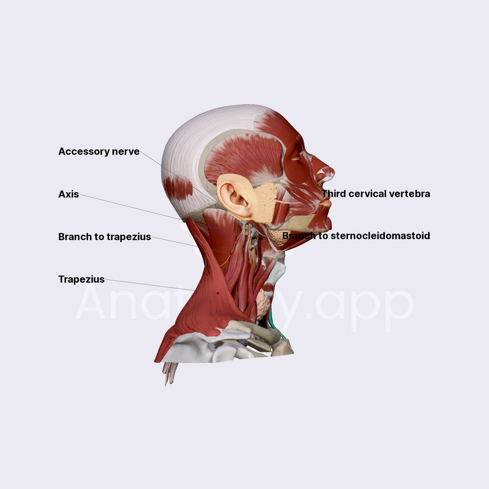 Accessory nerve (CN XI)