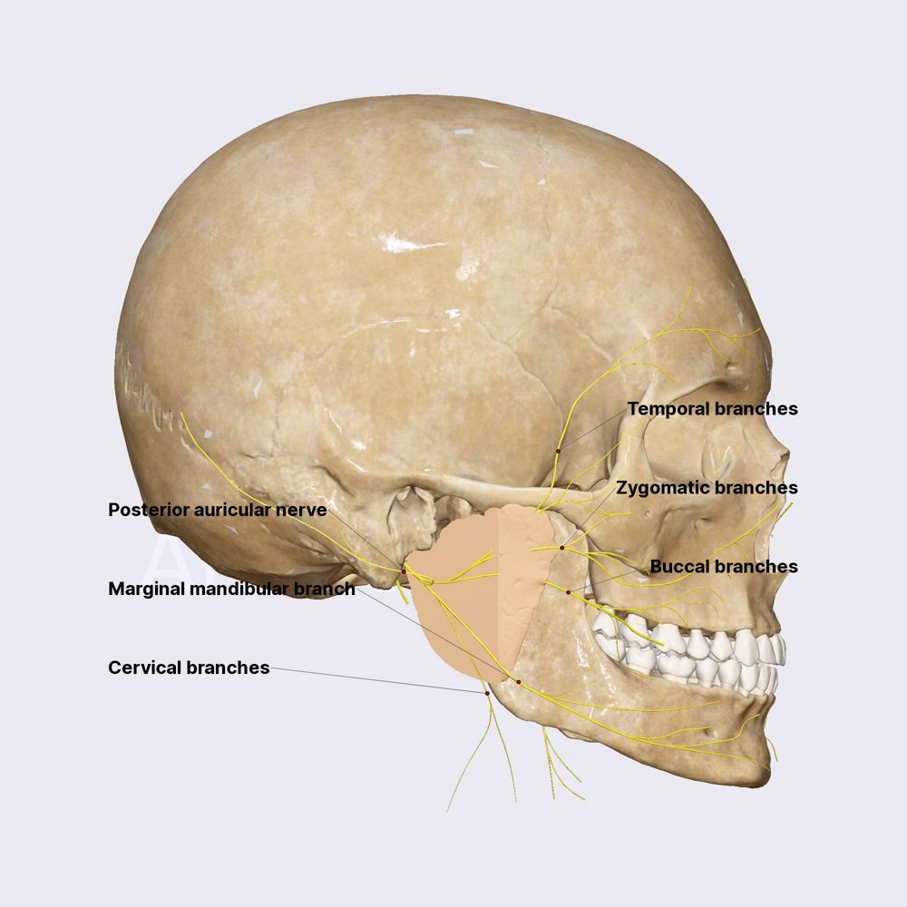 Facial nerve (CN VII)