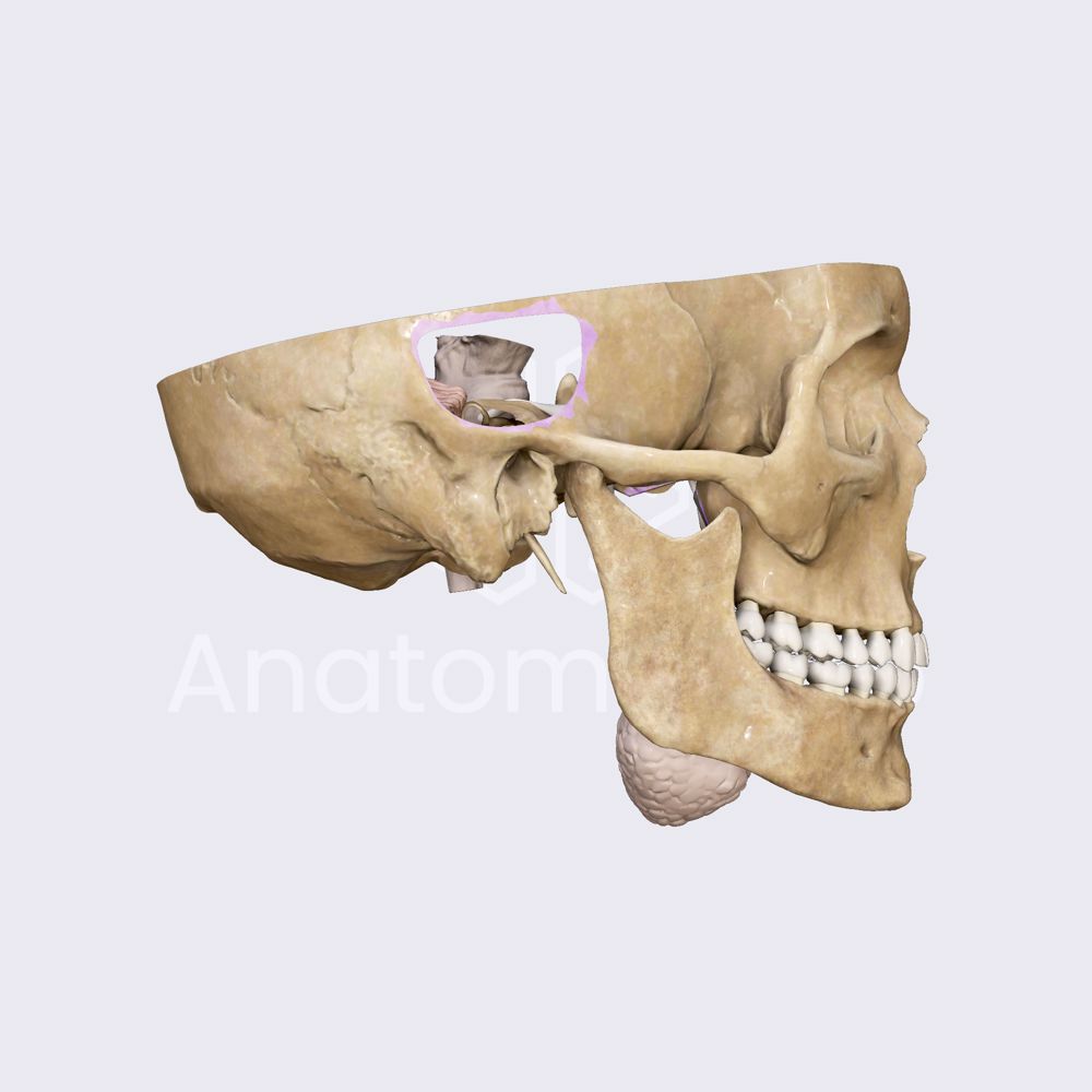 Intermediate portion of facial nerve