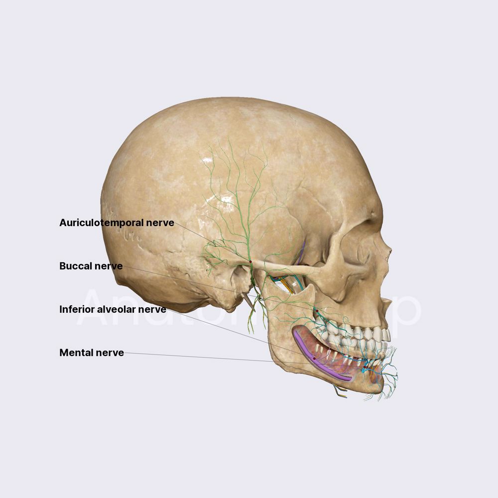 Mandibular nerve (CN V3)