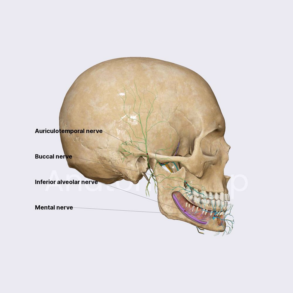 Mandibular nerve (CN V3), Encyclopedia, , Learn anatomy