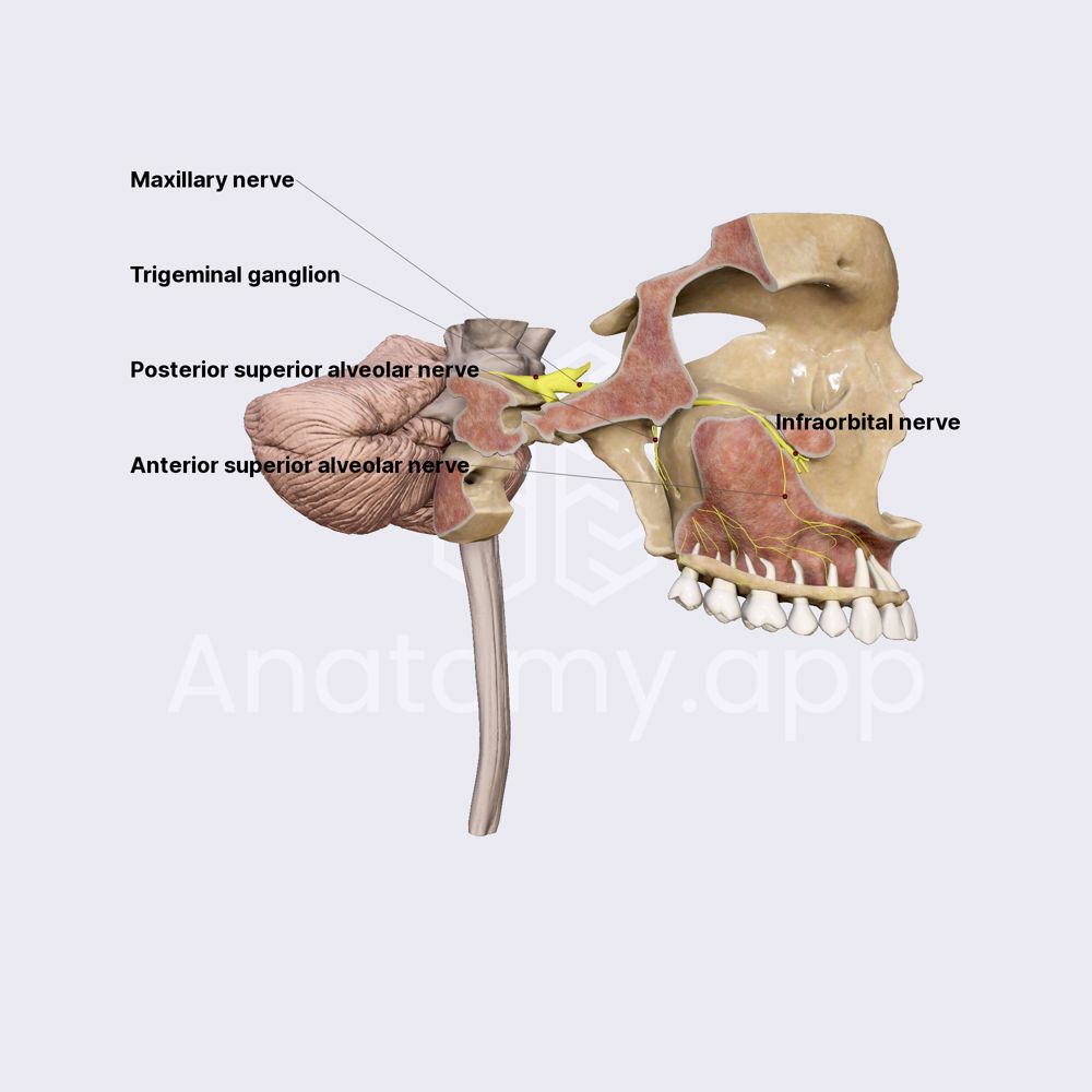 Maxillary nerve (CN V2)