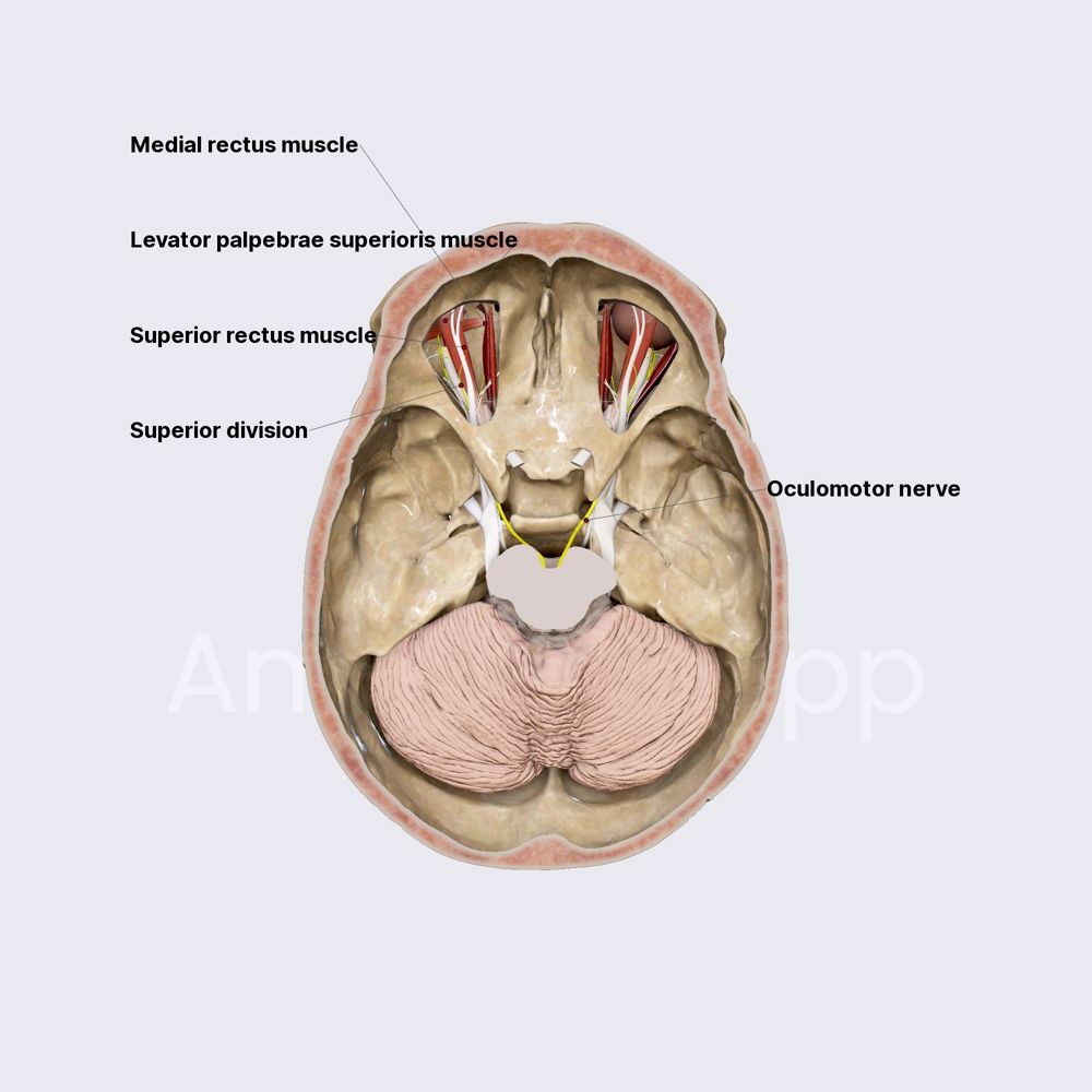 Oculomotor nerve (CN III)