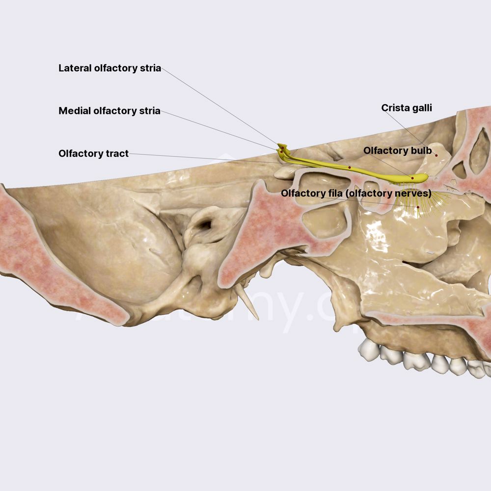 Olfactory nerve (CN I)
