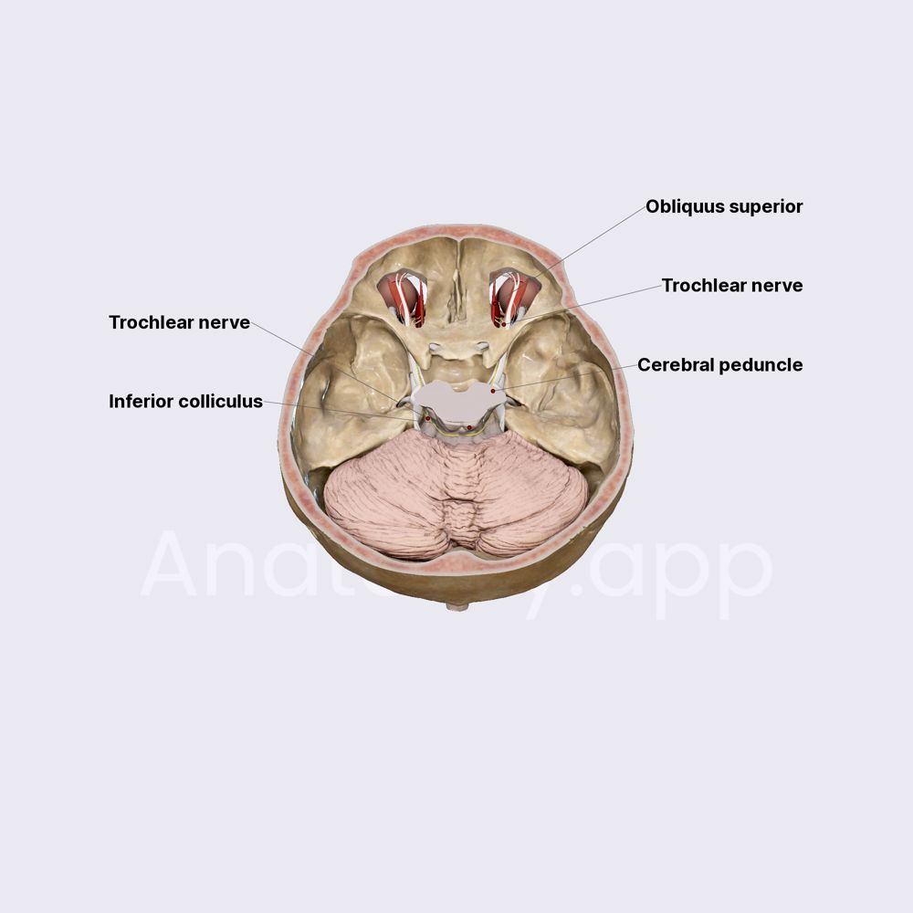 Trochlear nerve (CN IV)