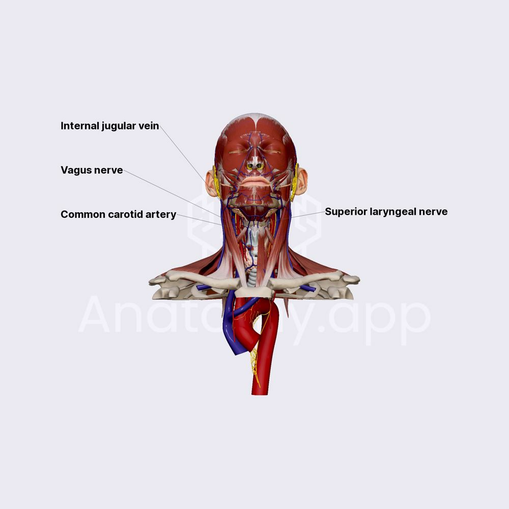 Vagus nerve (CN X)
