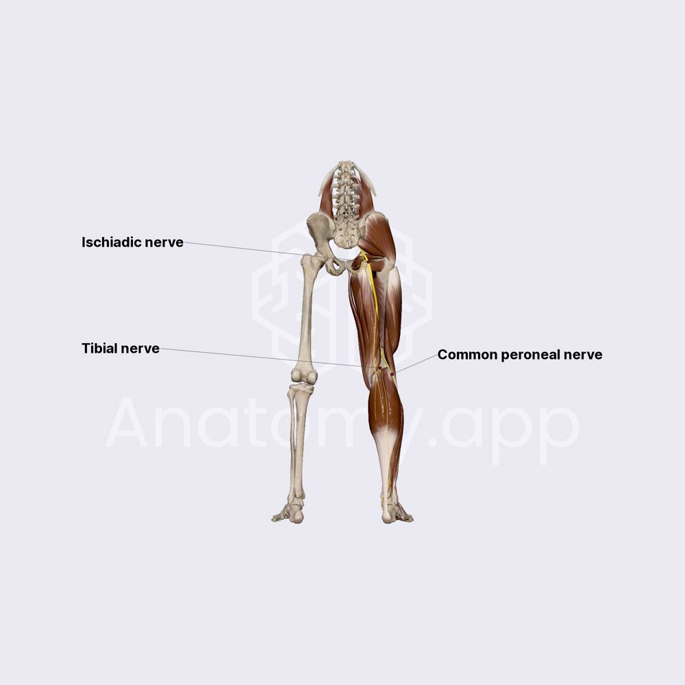 Sciatic nerve (Ischiadic nerve)