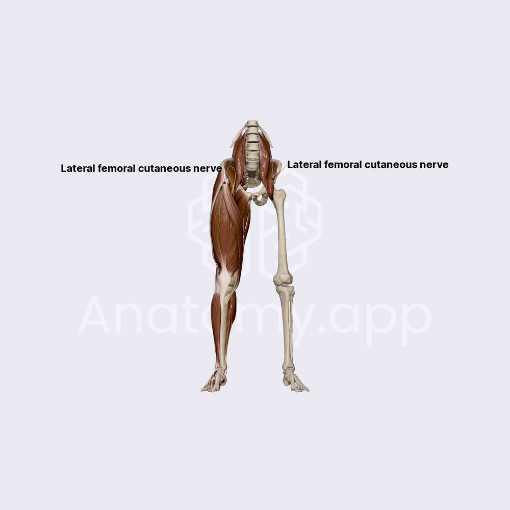 Lateral femoral cutaneous nerve