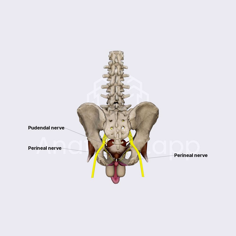 Perineal nerve
