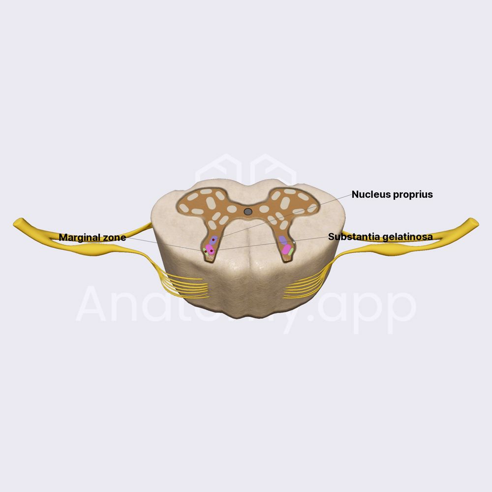 Nuclei of dorsal horn