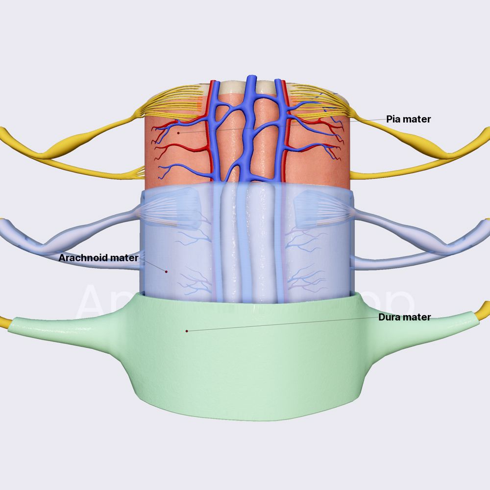 Spinal meninges and meningeal spaces