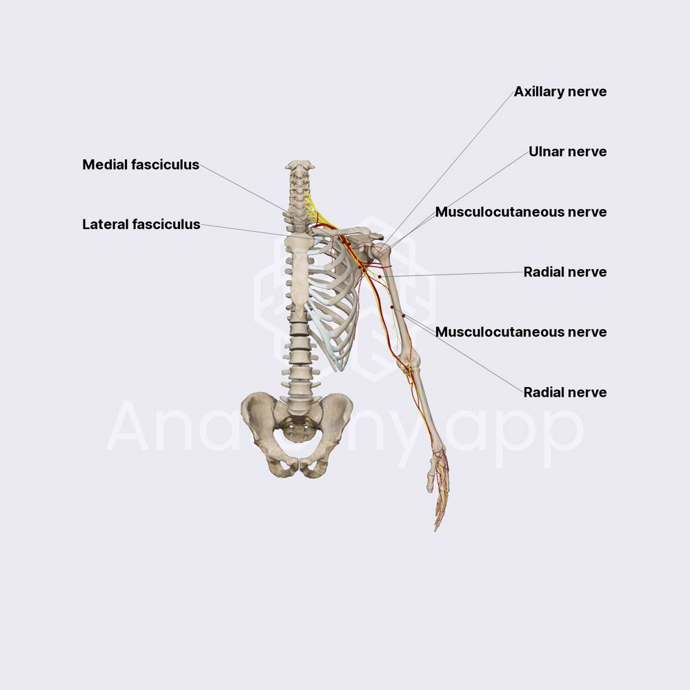 Infraclavicular part of brachial plexus