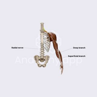 Radial nerve image