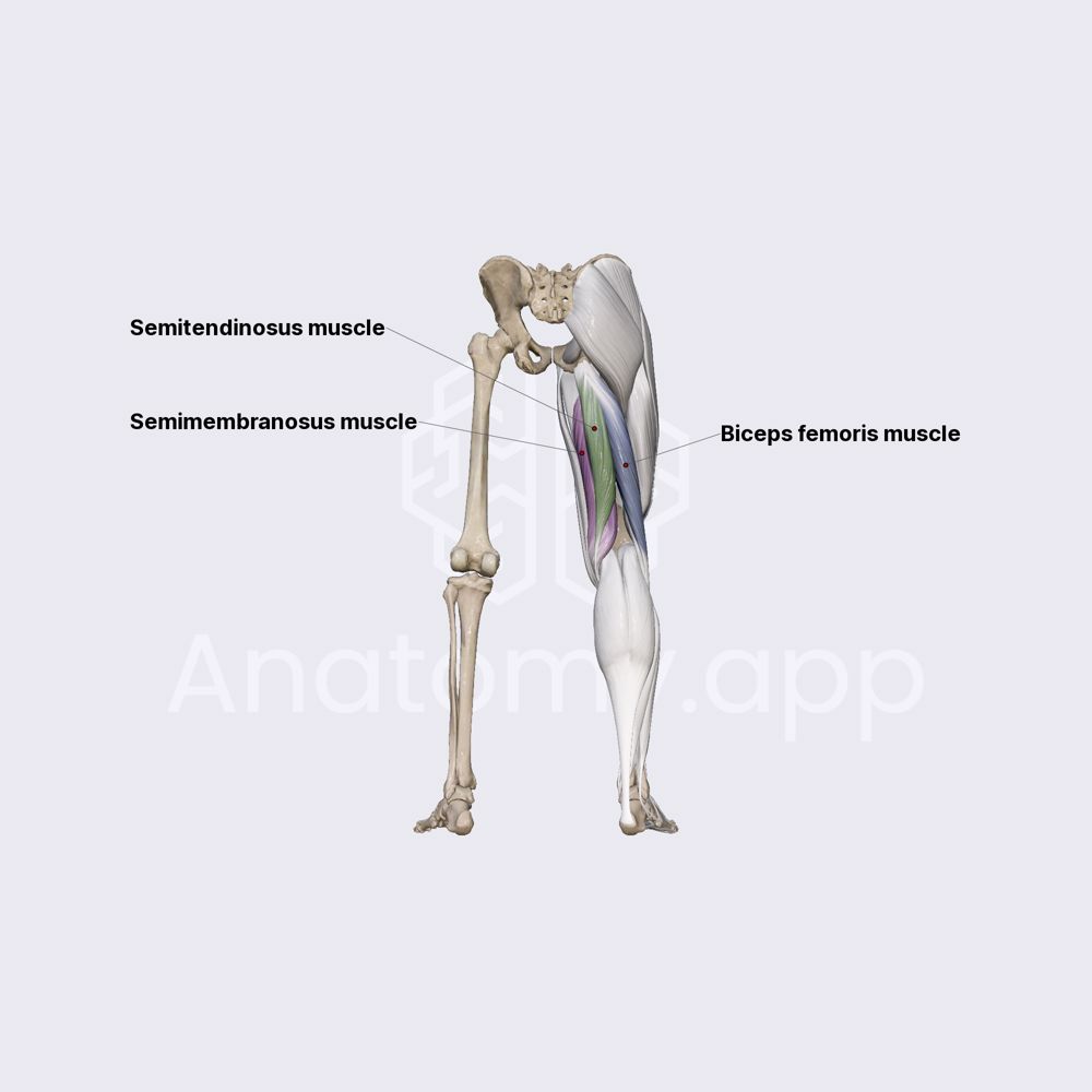 Hamstring muscles (semimembranosus, semitendinosus, biceps femoris)